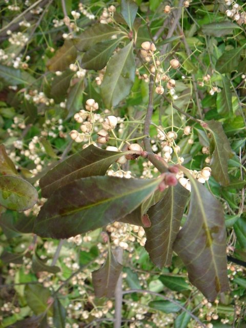 Euonymus atropurpureus P2B (2)